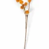 DANDIL Tige Orange