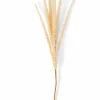 GOLDENROD Tige Kaki