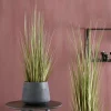 HERBA Herbe En Pot Vert