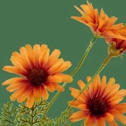INDI Orange