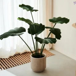 LOTUS Plante Vert