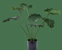 LOTUS Plante Vert