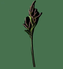 OPHIO Branche Mauve