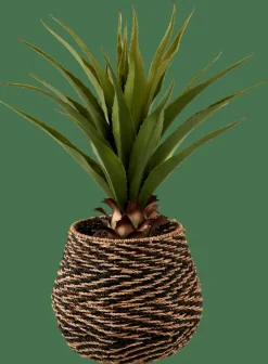 VERA Aloe Vera Vert