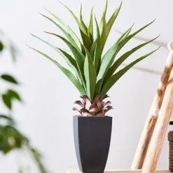 VERA Aloe Vera Vert