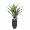 VERA Plante Grasse Sur Tige Vert